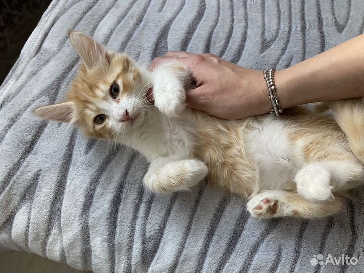 Котята в добрые руки даром