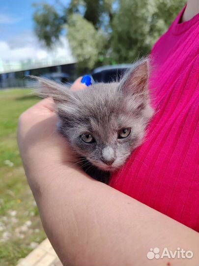 Котенок мальчик