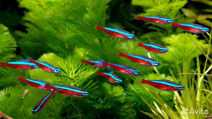 Неон голубой. Аквариумные рыбки