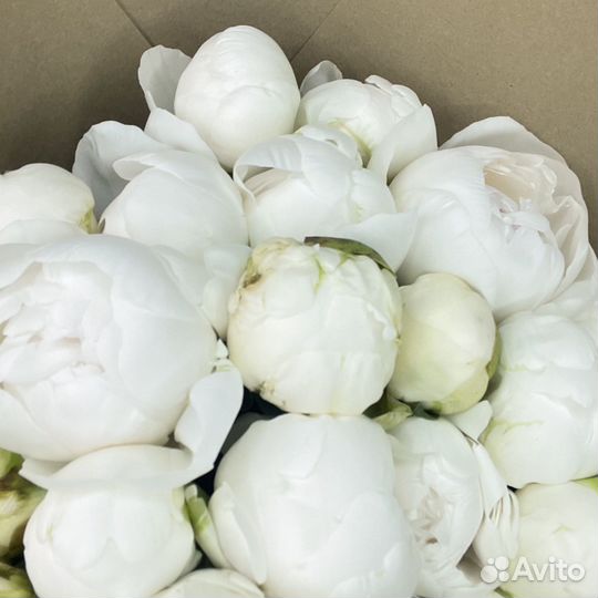 Пионы розы с запахом