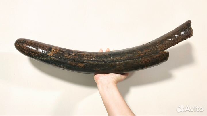 Бивень мамонта (60 см), Россия / Окаменелости