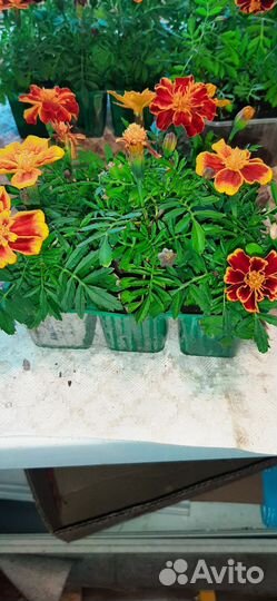 Продажа рассады бархатцев
