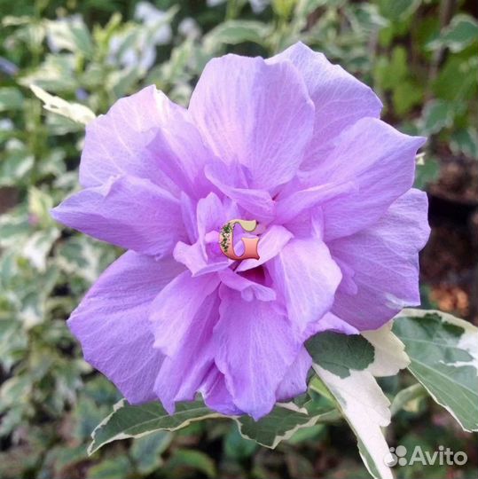 Гибискус сирийский ван гог