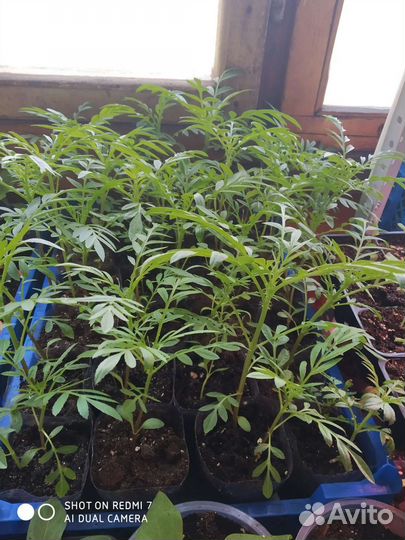 Рассада бархатцы