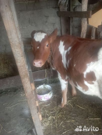 Телки 3 месяца
