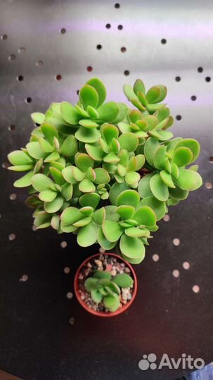 Суккуленты