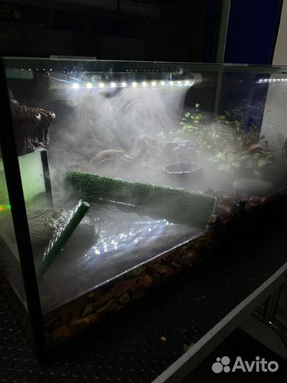 Полидариум для краба