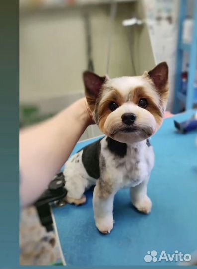 Модели,стрижка собак,груминг,тримминг