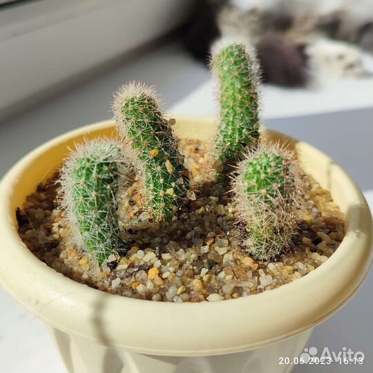 Кактусы бесплатно