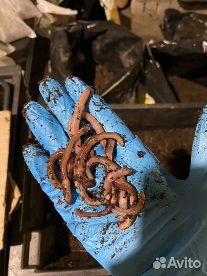 Черви дендробена