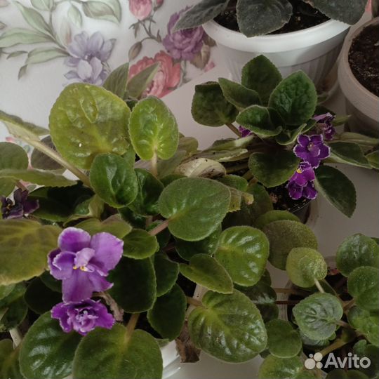 Комнатные цветы