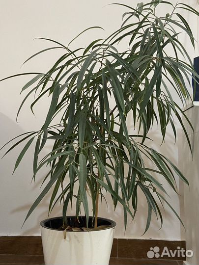 Фикус Али в офис