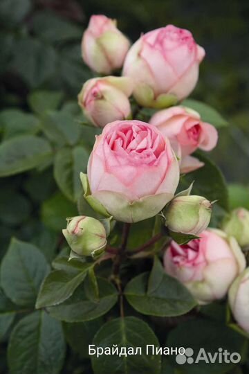 Розы кустовые, английские