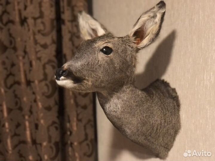 Чучело косули