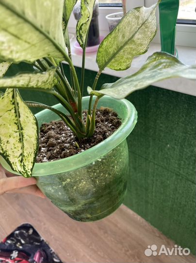 Аглаонема вайт мэт