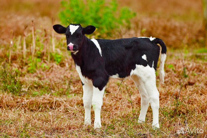 Подсобный рабочий (Вахта)