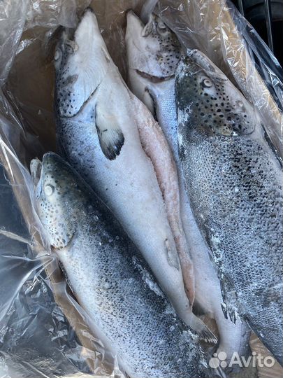 Сёмга премиум (Атлантическая) /Форель