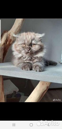 Котик вязка