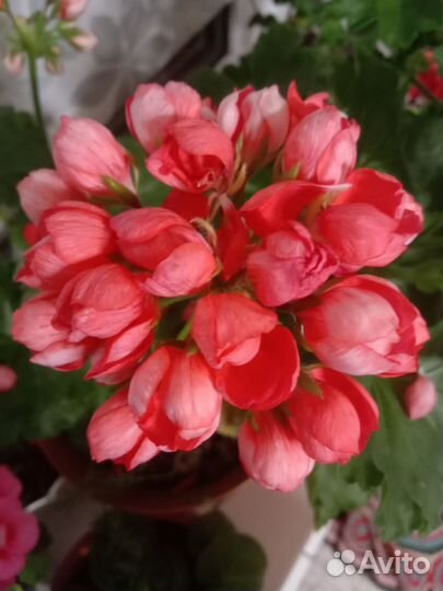 Пеларгония герань