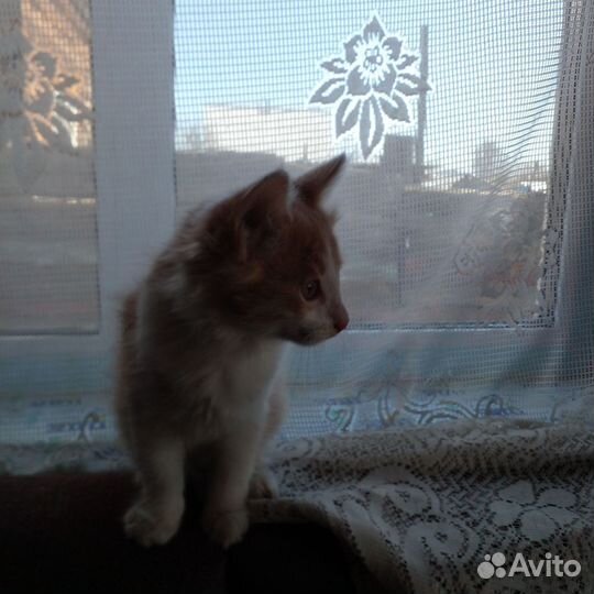 Отдам котят добрые руки