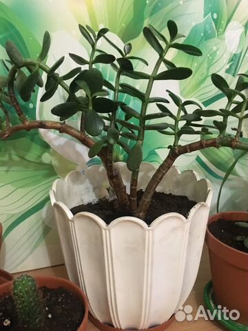 Денежное дерево