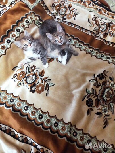 Два котенка - девочки