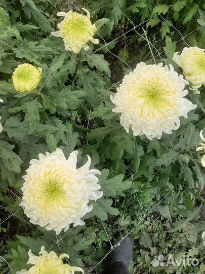 Хризантема