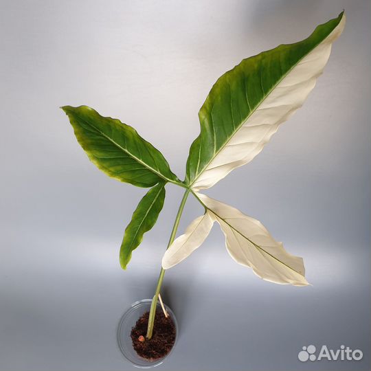 Сингониум ангустатум вариегатный