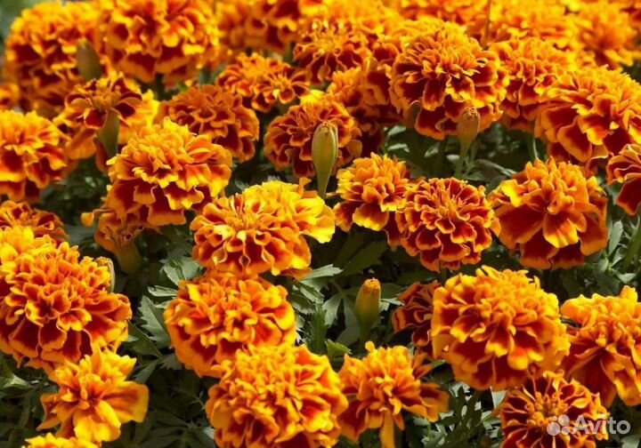 Рассада овощей и цветов, плодовые дер и кустарники