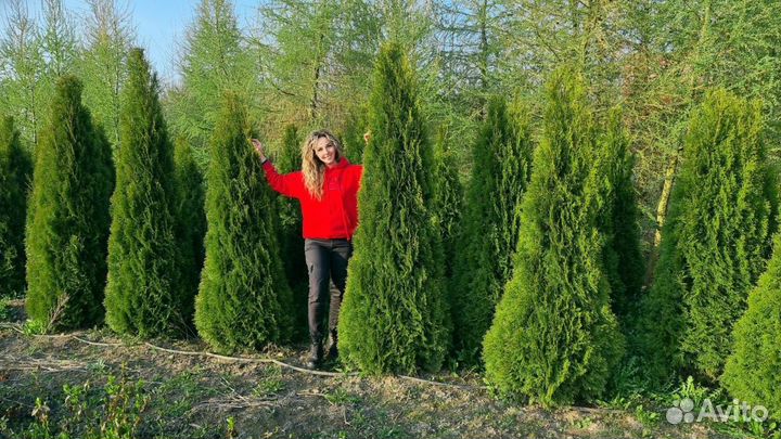 Туя западная