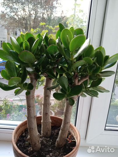 Толстянка-денежное дерево