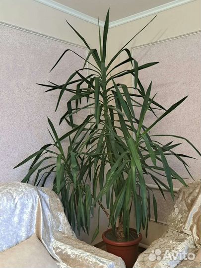 Пальма юкка