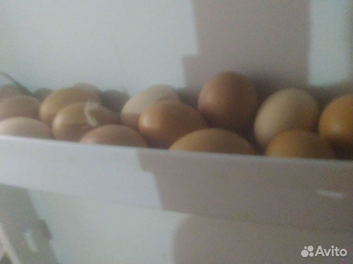 Домашние свежие куриные яйца