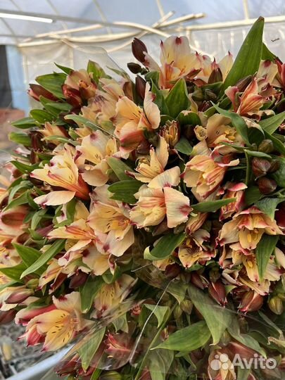 Альстромерия розница и опт цветы