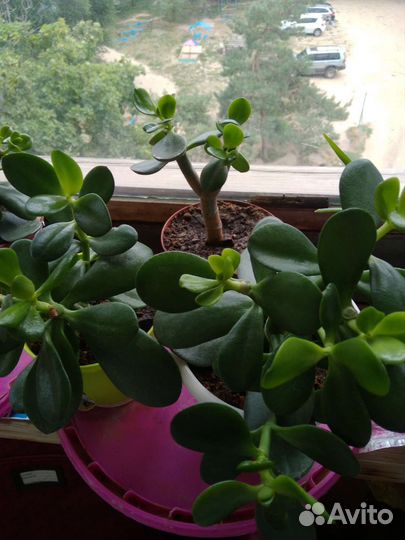 Комнатные цветы