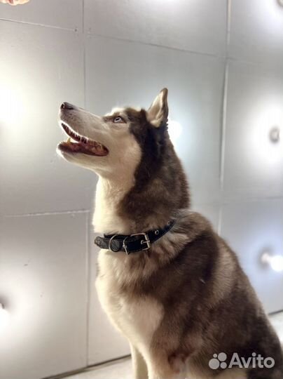 Ошейник для собак из натуральной кожи