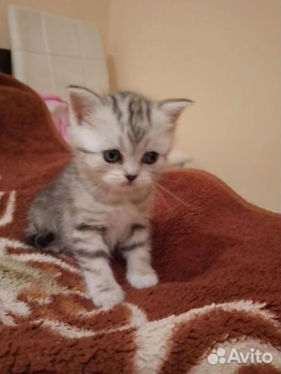 Шотландские котята