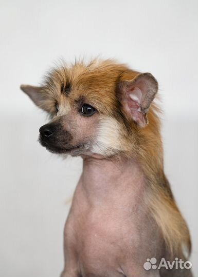 Китайская хохлатая голая кобель