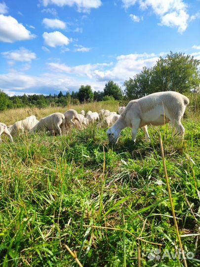 Продаю кроссов Дорпер