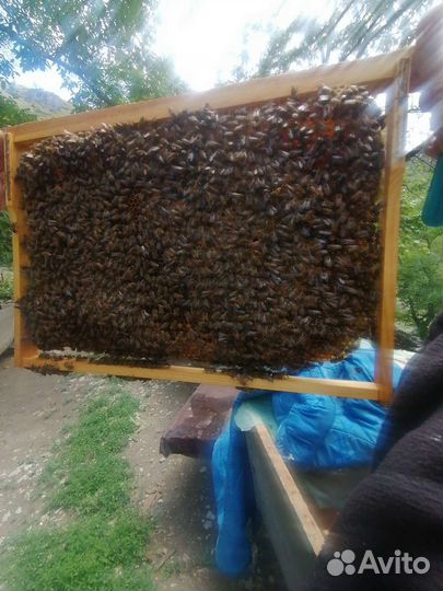 Пчелопакеты капатка