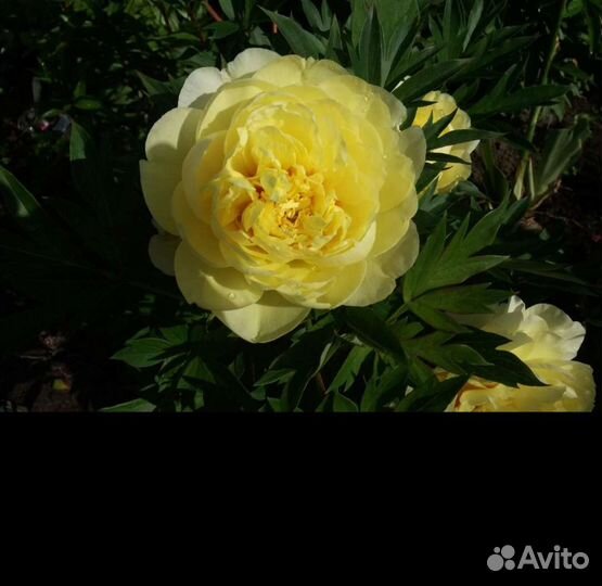 Букет цветов пионы