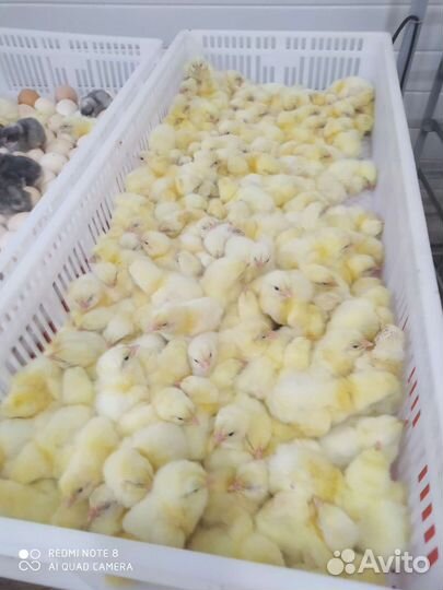 Цыплята бройлер.доминант кучинка адлерская голошей