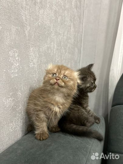 Шотландские вислоухие котята
