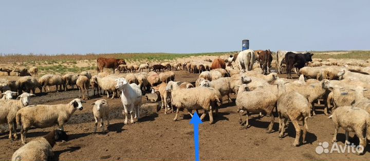 Овцы бараны ягнята в Дагестане