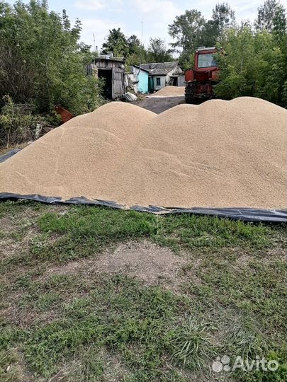 Пшеница яровая