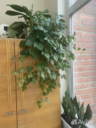 Циссус березка