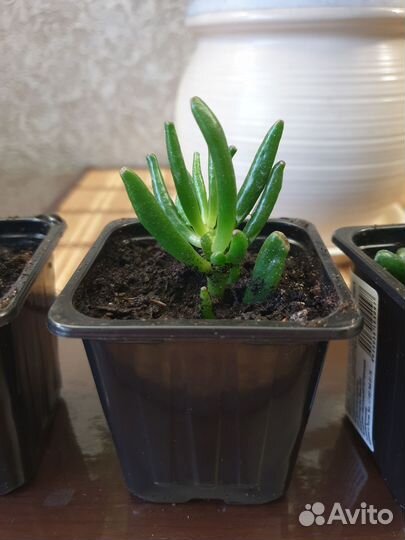 Толстянка хоббит