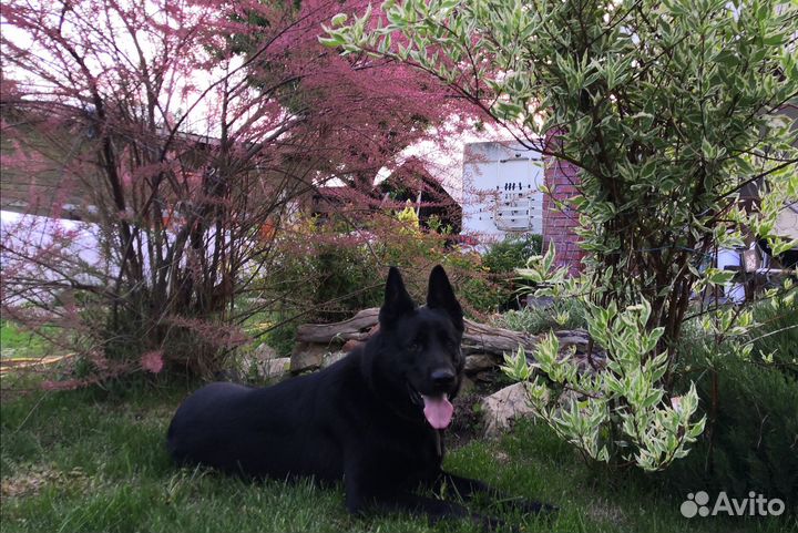 Вязка кобель В.Е.О