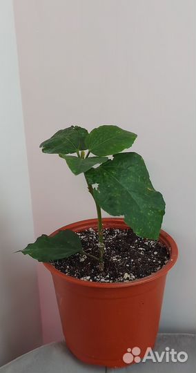 Гибискус Luv Monet