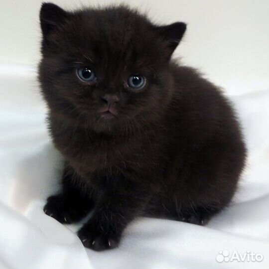 Британская